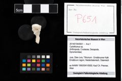 Foto (Objekt + Etikett) von Cyclothyreus sp.  (NHMW-GEO-2014-0194-0651)